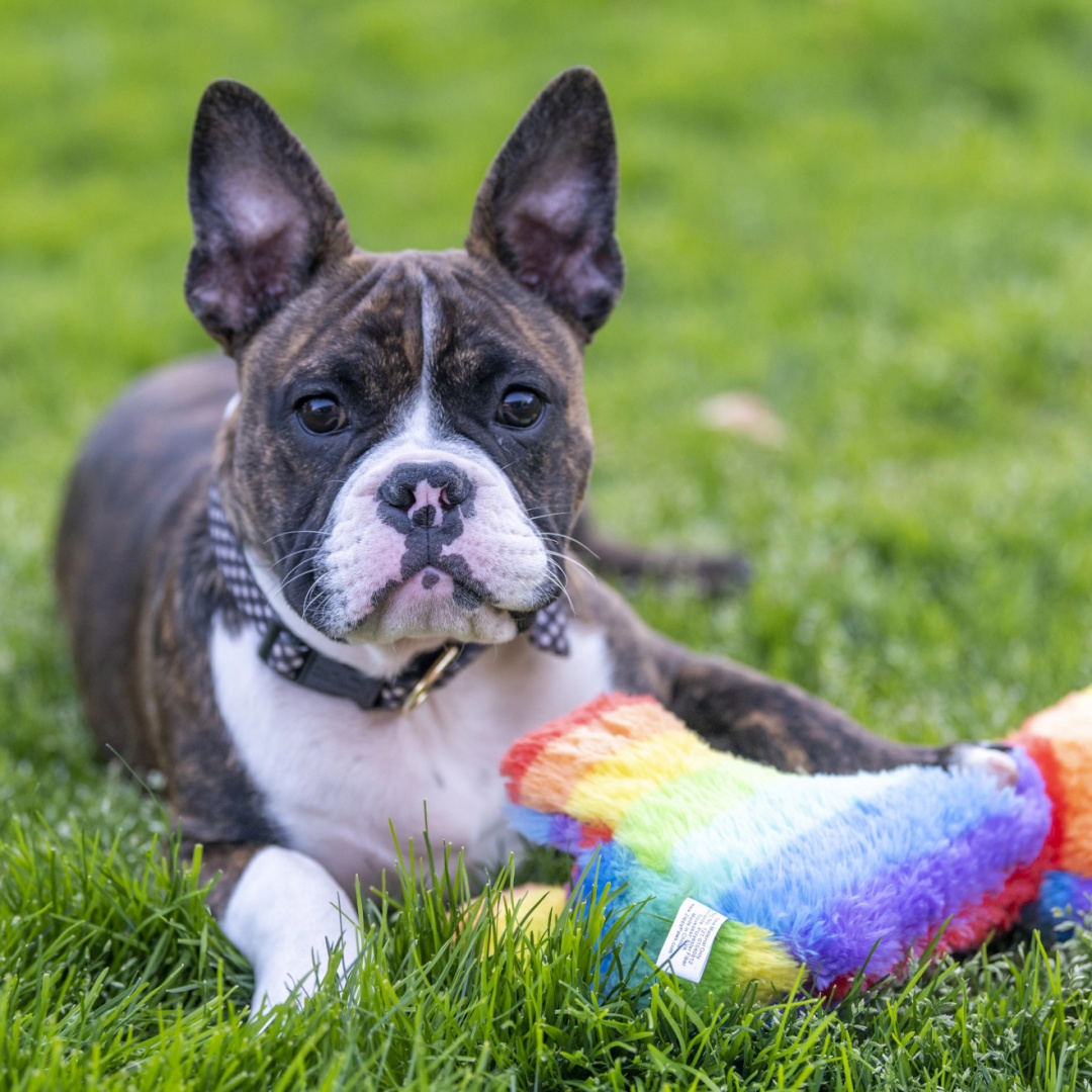 Vuoi un cane? Dal 1° settembre dovrai frequentare un corso