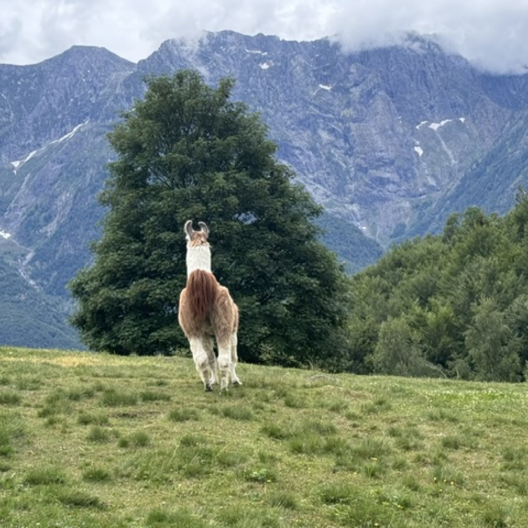 Monte Comino, a spasso con il lama