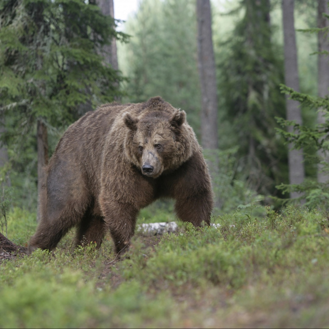 L'orso torna a farsi vedere a due passi dal Ticino