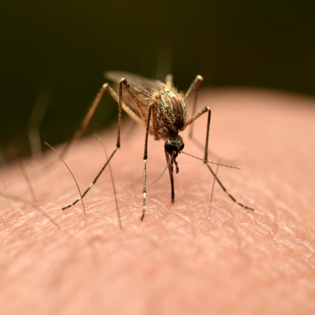 Le zanzare invadono gli aerei, i passeggeri sono costretti a scendere