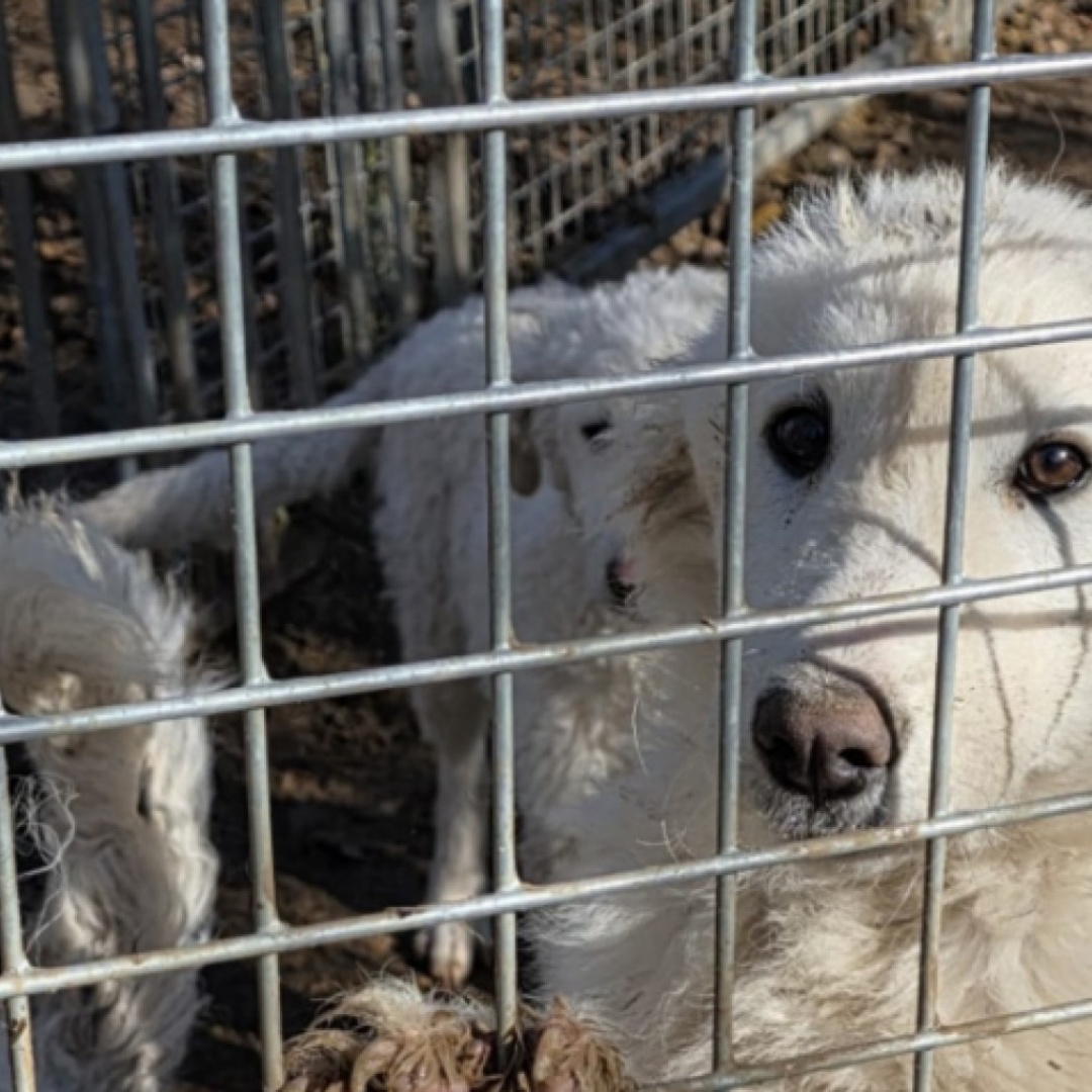 Sui 122 cani soppressi ci sono state troppe omissioni: Soletta sotto accusa