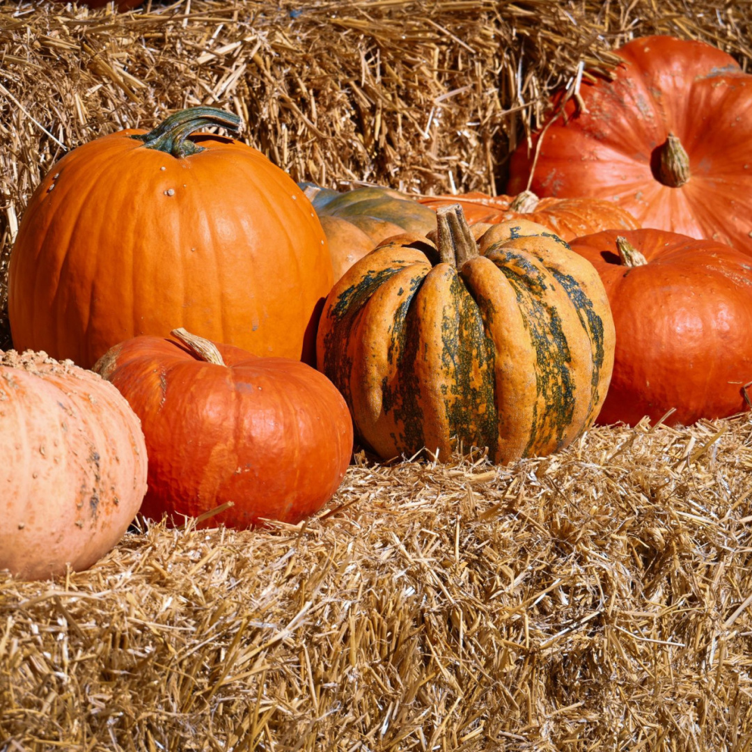 Sabato 26 settembre verrà inaugurato a Savosa il primo Pumpkin Village del Canton Ticino