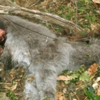 Animali trascurati, asinello muore di stenti