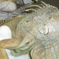 Due iguane abbandonate alla discarica, la Spab denuncia