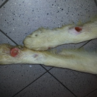 Animali maltrattati: ecco il "cane della vergogna"