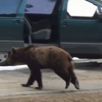 "La gente era terrorizzata dall’orso M13"