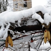 Torna la neve, previsti fino a 10 centimetri in pianura
