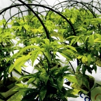 Canapa “light”, vendita e coltivazione non sono libere