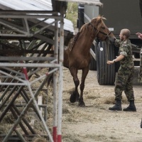 Hefenhofen, concluso il trasferimento dei cavalli
