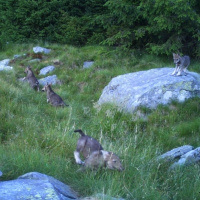 Quattro cuccioli di lupo in Val Morobbia