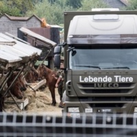 Una nuova fattoria degli orrori in Turgovia