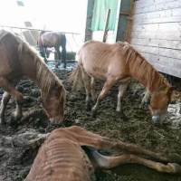 Gli animali della fattoria dell'orrore fanno ancora discutere