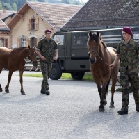 Stop alla vendita dei cavalli dell'allevamento dell'orrore