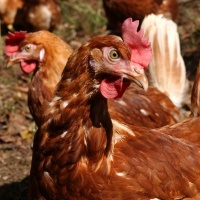 Malattia di Newcastle in un allevamento di galline ovaiole