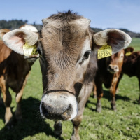 Iniziative agricole bocciate: «Vittoria per i consumatori»