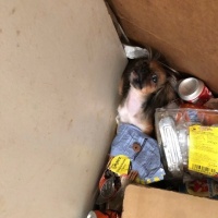 Sequestro «choc» in un appartamento con 18 cani