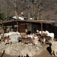 Maltrattò decine di animali: «È un complotto»