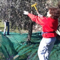 A Gandria ben 750 chili di olive
