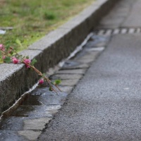 Ferite al collo per il bambino ucciso dalla 75enne