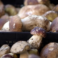Boom di fungiatt: e 7 si intossicano
