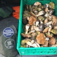 Controllo sui fungiatt, scattano i sequestri