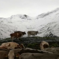 Arrivano gelo e neve, le mucche tornano a casa