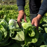 Clorotalonil, scatta il divieto in tutto il Paese
