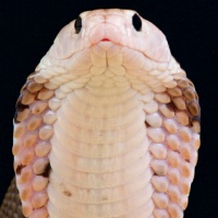 «Il misterioso coronavirus arriva da un serpente»