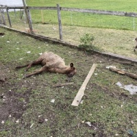 Scoperta una nuova fattoria dell'orrore a Oftringen