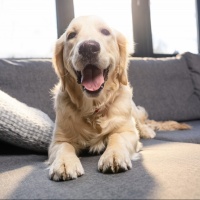 Primo cane contagiato