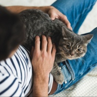 Coronavirus: gatto contagiato dal padrone