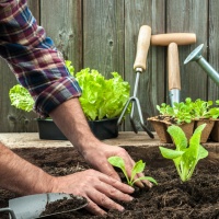 L'insalata era nell'orto