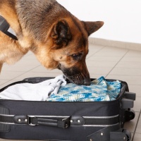 I cani sono in grado di annusare il virus
