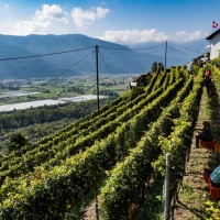 Annus horribilis per i viticoltori: «Siamo preoccupati per la vendemmia»