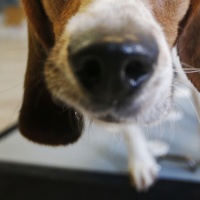 «Siamo certi che i nostri cani saranno capaci di fiutare il Covid»