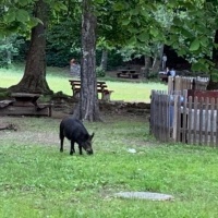 Cinghiale nel parco dei bambini