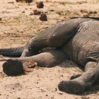 Elefante muore dopo aver mangiato frutta riempita di petardi