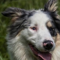 Adotta il cane, e poi lo fa uccidere