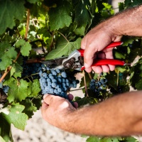 Dai filari "prosecco" e disinfettante sussidiati