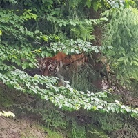 Primo attacco mortale di una tigre in Svizzera, ma Irina è salva
