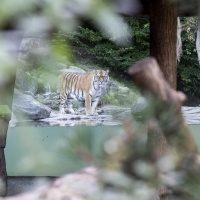 Inserviente dello zoo di Zurigo uccisa da una tigre