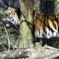 Incidente nel recinto delle tigri allo zoo di Zurigo