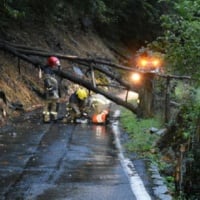 Due alberi sradicati dalla pioggia. E non solo