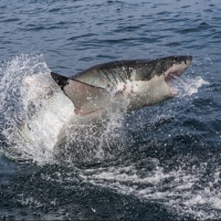 Surfista ucciso da uno squalo bianco
