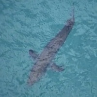 Nuovo attacco di squalo in Australia: gravissimo un bagnante