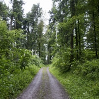 Cadavere nel bosco: indagini ad ampio raggio