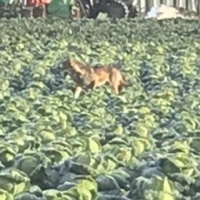 Sì, era proprio un lupo