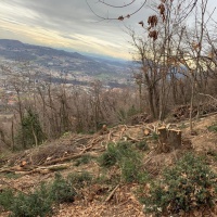 Il bosco di Vacallo: «Uno spazio vitale distrutto»