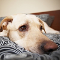 «Denunciate chi avvelena i cani!»