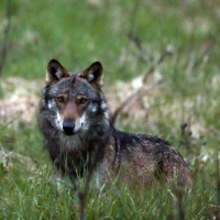 Quel lupo deve essere ucciso